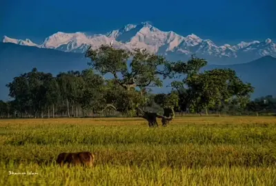 পঞ্চগড় থেকে কাঞ্চনজঙ্ঘা। #panchagarh #কাঞ্চনজঙ্ঘা #কাঞ্চনজঙ্ঘা_পঞ্চগড় #khalodshaifullah10 #foryou @TikTok Bangladesh 