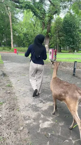 Aku kira yg menakutkan dikejar 🐊 aja, ternyata dikejar rusa menakutkan juga. Tapi seru bgt 🙌🏻 #fyp #solo #tamanbalekambangsolo 