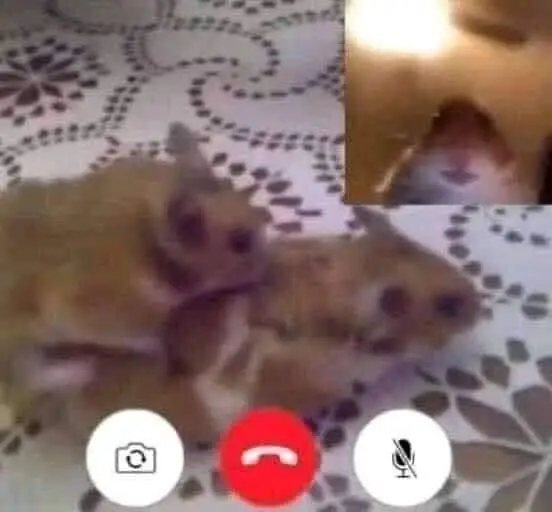 #funny #funnytiktok #memestiktok #meme 