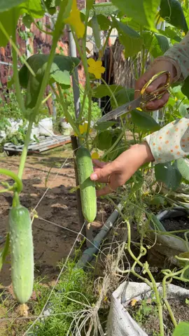 Thu hoạch rau củ quả bà con ơi 