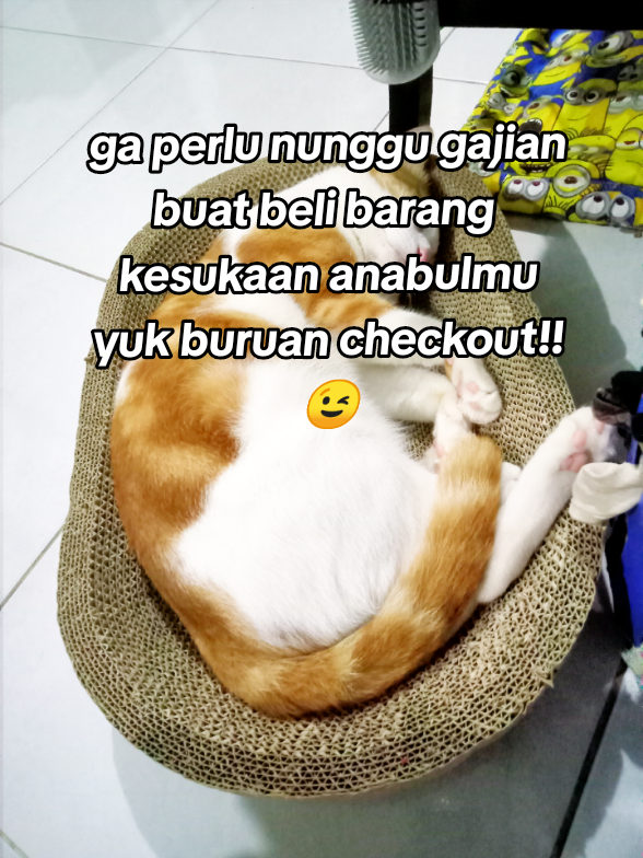 pastinya anabulmu suka dan senang bgt, yuk buruan cek di keranjang kuning 🥰 #garukan #garukankucing #garukankucingmurah #affiliatepemula #fyp 