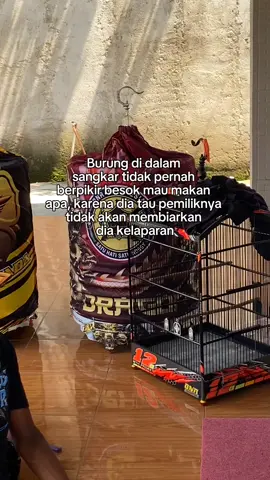 #CapCut #promomakan1111 #muraibatu #muraibatuindonesia #kicaumania 