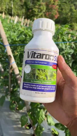 Nutrisi Vitaron SL Unsur Mikro Lengkap untuk tanaman #SiPalingAffiliate #SiPalingAffiliate #cabe #petanimuda #petaniindonesia🇮🇩🇮🇩🇮🇩🌿🌿  