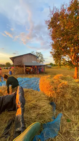 บักหล้ายังคงบ่หลงลืมบ้านเฮา #สตอรี่_ความรู้สึก😔🖤🥀 #วิวบ้านนอก🍃 #ท้องฟ้า #🌾🌾 #ทุ่งนา☀️☀️ #fyp #เธรดเพลง 