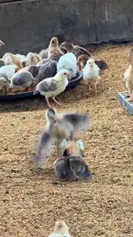 #earlybird #ADACGF #imported 