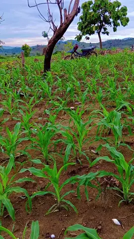 #fyp #fyppppppppppppppppppp #petaniindonesia🇮🇩🇮🇩🇮🇩🌿🌿 #petanimuda #petanimilenial 