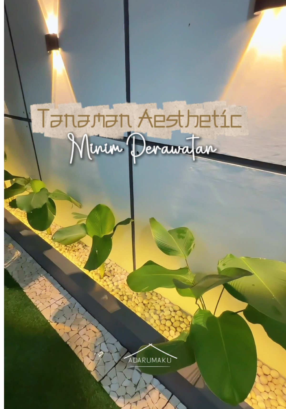 Membalas @choco.latte Tanaman ini bikin taman Adarumaku langsung berubah lebih hidup, hijau, dan estetik. Yang mau taman cepat segar, cek di keranjang kuning ya! 🌿✨ #CalatheaLutea #TanamanHias #TamanRumah #TropicalGarden #tanamantaman 