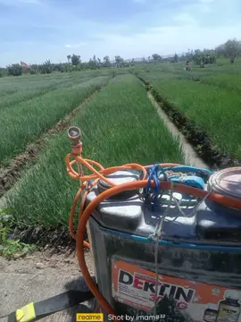 wes to manut o aku penak