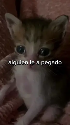 #aymigatitomiaumiau #trend #miaumiau🐈 #cat #fyp 