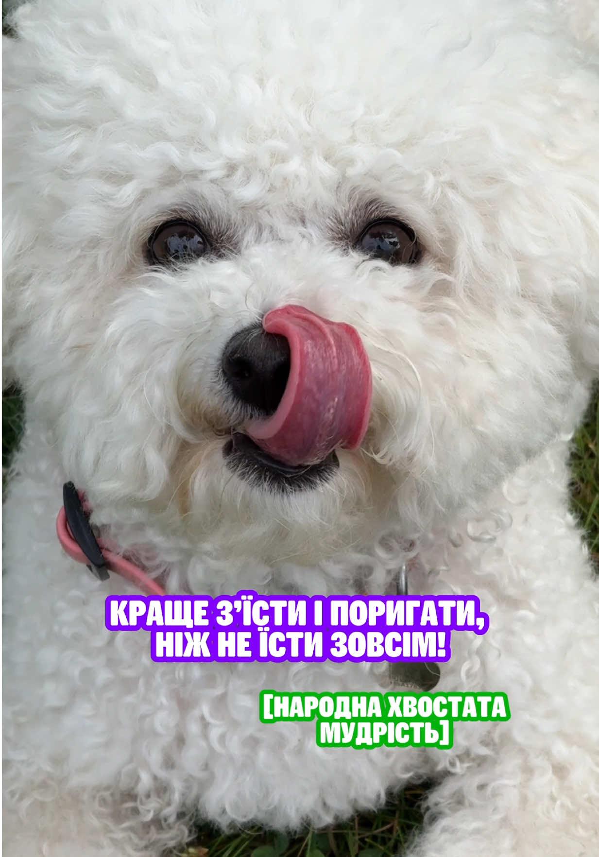 Песобатьки, ви тут? 🤭🐾 #masterzoo #зоомагазин #зоомаркет #собака #песик 