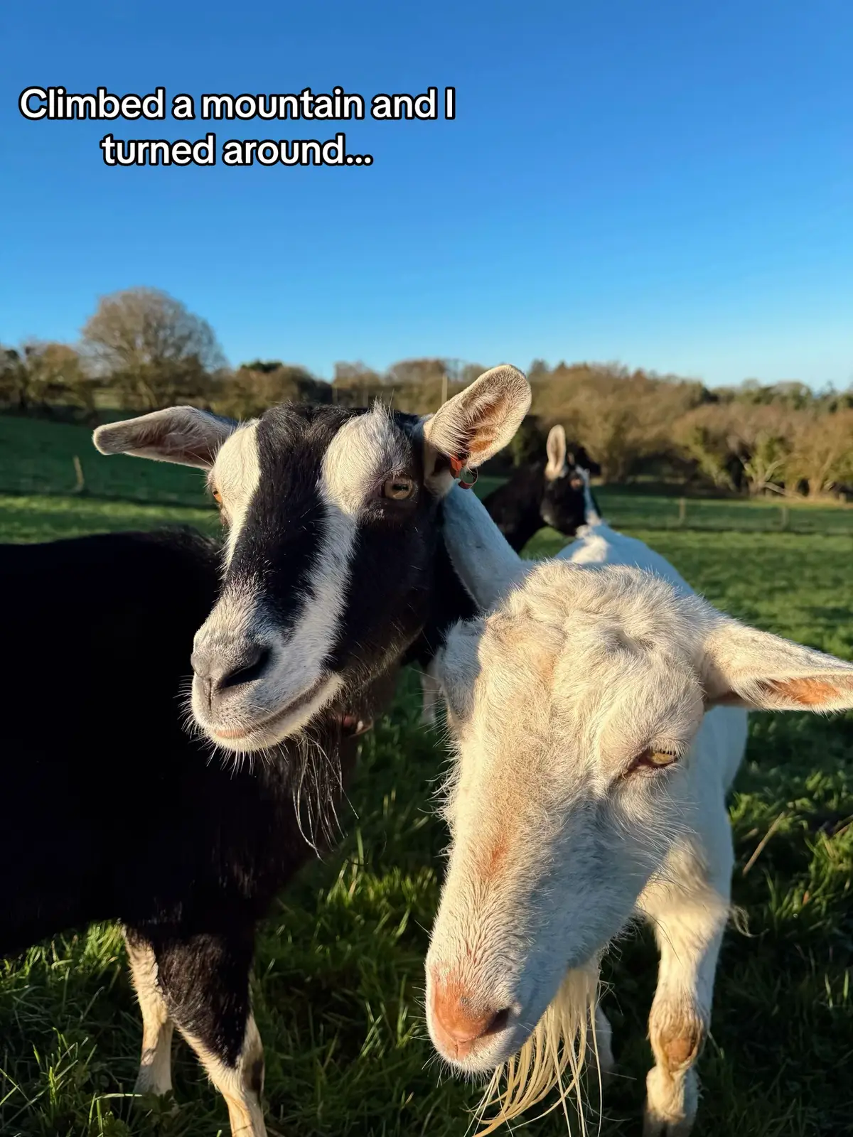 They went from zoomies in the fields to cwtching up close as they got older 😭💚 #trend #chucklinggoat #goats #farmlife #animals 