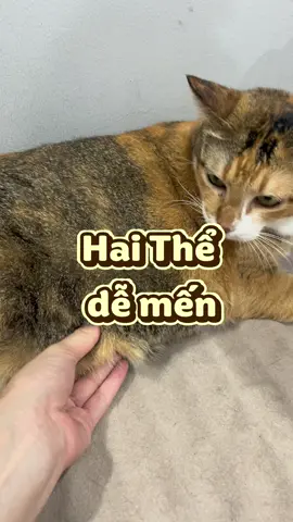 yêu Hai Thể #meohoangdep 