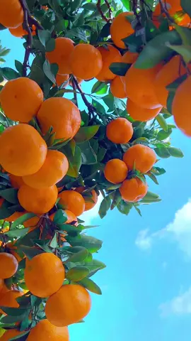 Người mới xây kênh . Tập xây kênh #nguoimoixaykenh #ngaydauxaykenh24h #tapxaykenhtiktok #ngaydauxaykenh #hanhtrinhxaykenh 