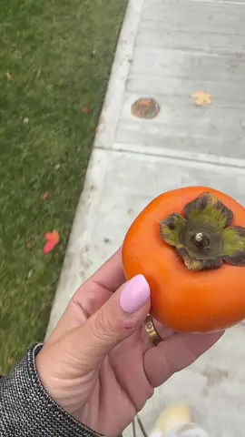 Can’t believe I’ve never had a persimmon before 🫢 looks like an orange tomato #persimmon #persimmons #persimmonseason #fruittok #foryoupage 