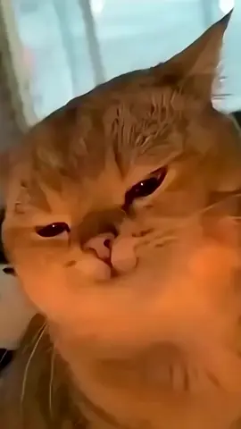 day 1 of posting Yapapa cat until l go viral 😻💅 #cat #memecat #fyp #🇨🇳🇨🇳 #paratiiiiiiiiiiiiiiiiiiiiiiiiiiiiiii 