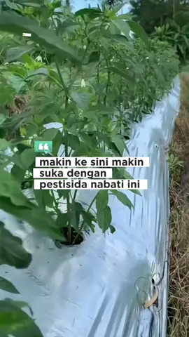 Membalas @bunga.700 pestisida nabati bantu membasmi semua jenis hama pada tanaman #pestisida #pestisidanabati #pestisidaorganik #pembasmihama #tanaman 