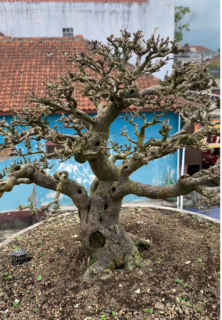 Absen bonsai kiperak a bos✌🏼 #bonsai #bonsaiindonesia #bonsaitree #bonsaimini #bonsaitips 