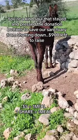 You're a kind soul that stayed and pressed the donation buttons to save our sanctuary from shutting down..$900 left to raise #donkeys #shelter #donkeylove #viral #unitedstates 