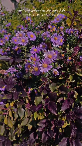 #fyppppppppppppppppppppppp #foryou #capcutmastercap #گۆرانی #هەولێر 