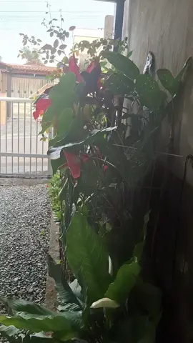 #reflexão#jardimemcasa#fyp #vaipraforyou #viraltiktok@Sirley S dos p s 