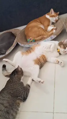saatnya malam jumat dulu 🐯#kucing #trending #viral #viralvideo #CapCut 