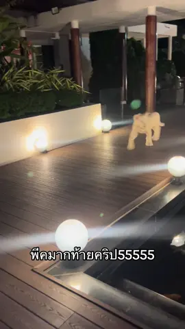 ใครดูไม่จบขอให้โสดตลอดไป5555555#lion #คนเลี้ยงสิงโต #ภูเก็ต #lioncafe @Doris02🌷🤍 