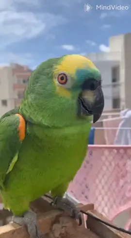 Cadê o dinheiro da calcinha Ana kkkk #fypシ゚ #tiktokbrasil #papagaio #vídeoengraçado 🤣