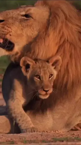 ابي ياسندي في هذه الحياة انت سندي ومعتمدي وصاحبي ومهجتي أنت في نظر العالم أبي وفي نظري أنت العالم كله أبي ياصاحب القلب الكبير ياتاج الزمان أنت النور الذي يضيئ حياتي والنبع الذي ارتوي منه حبآ وحنانآ دمت عزيزي وعزوتي فأنت حبيبي الاول وعيني الثالثه وملجأي بعد الله أبي يا من غمرت قلبي بوفاء الحياه الابدي يا من غمرت عمري بأنهار الحب الصافي أبي أنت نور وضياء أنت في قلبي الحياة رعاك الله ياأبي الغالي #Olobor #Oloshipa #Lorkulup #Oloisiadu #اكسبلور 🕊💔⚖️🕊💔⚖️