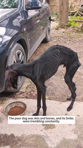 I spotted a very thin stray dog, and it ran away as soon as it saw me and then...#animals #rescue #dog 