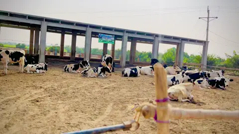 Mashallah 🥰 #maviyadairyfarm #mashallah #dairyfarm #dairyqueen #unfrezzmyaccount 