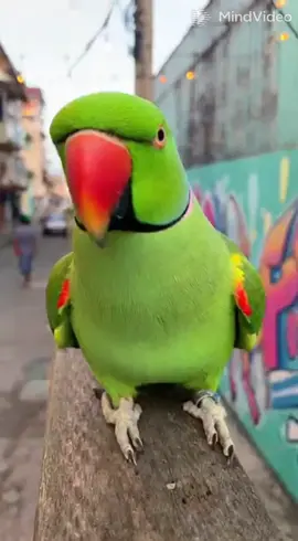 Marca seu homem papagaio tá cobrando ele kkkk #PapagaioDoPix #papagaiobravo #humorbrasileiro  #vídeoengraçado #viraldodia 
