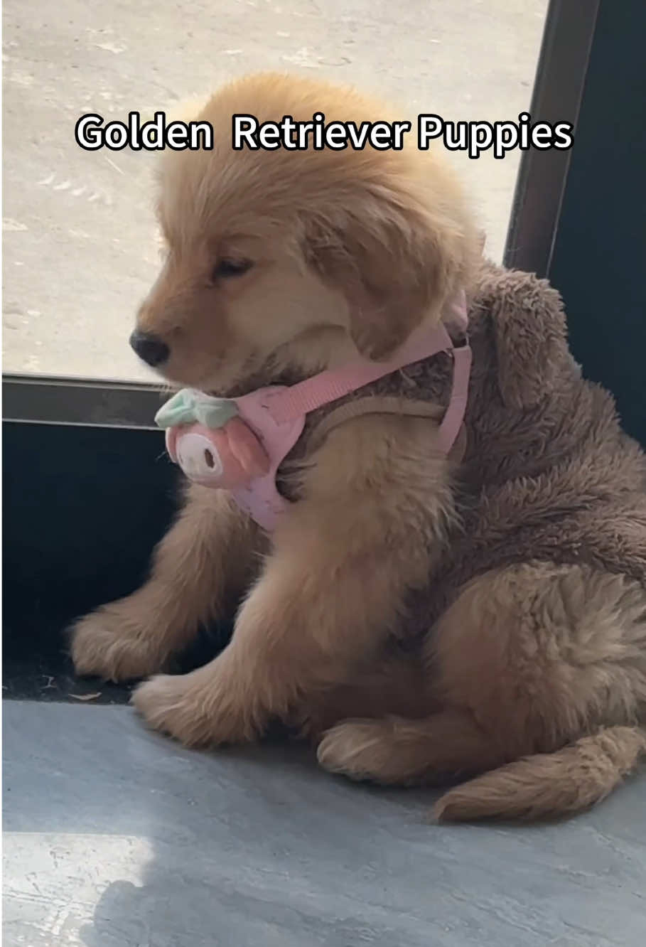 Welcome to golden retriever puppie’s world 😋#goldenretriever #goldenretrieverpuppy #puppytiktok #puppy #fyp 
