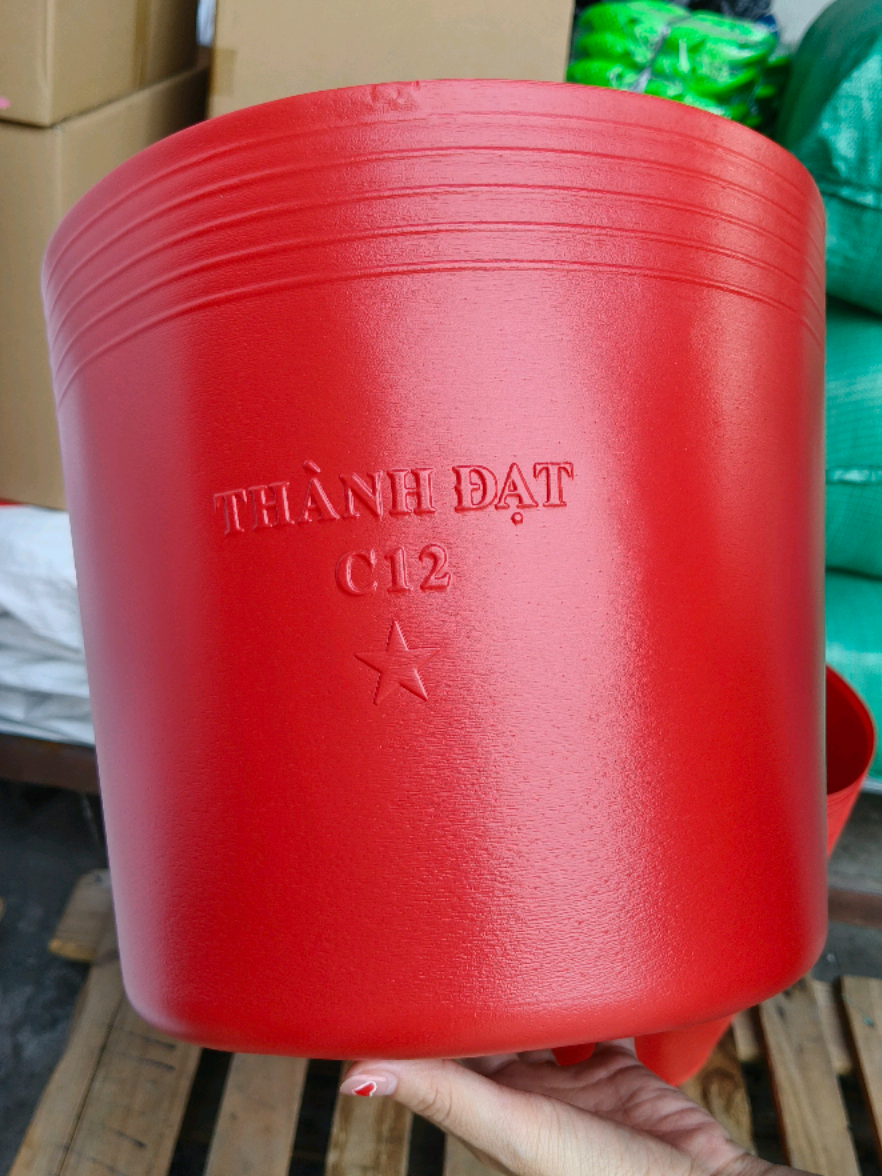 Chậu nhựa đỏ C12 trồng vạn thọ tết 🌷🌷🌷 #chaunhuatrongcay  #chaunhua  #chaunhuac12  #xuhuong  #nguyetlam 