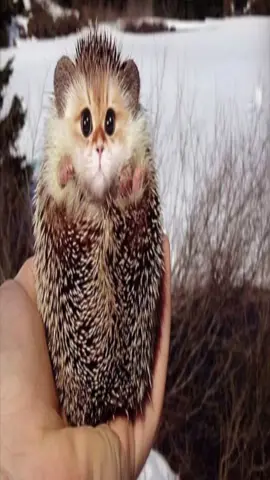 Unusual cats #Stupid #cat #LOL #fupシ #mini 