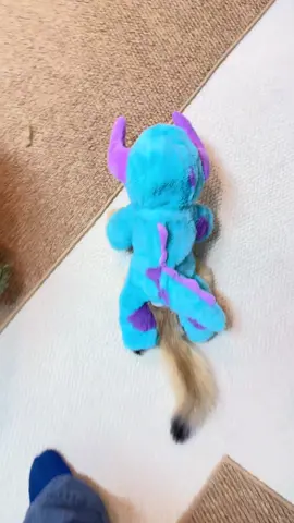 #kitten #cutepets #catlover 