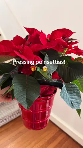 Beware if you have a latex allergy, any small cut in any part of this plant from leaves to stem emits a latex sap that can irritate your skin, but will soon find out if it’s worth it keep you posted on the pressed result! #holidaycrafts #pressingflowers #fleurselishouse #fyp #poinsettia 