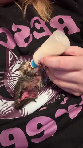 No, he’s not on his back. Yes, I burped him. Yes, I know a different position is better (but fed is always best). Yes, he wants to make tiny biscuits while he eats. I know, I know, I know. Believeeee meeee. #catrescue #neonatekittens #kittens #bottlefeedingkittens #ragingloons 