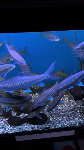 Salah tanning dinding yg tkr jd biru🫣 #fishkeeper #neothai #neoheter #neobaoshan #ikanhias 