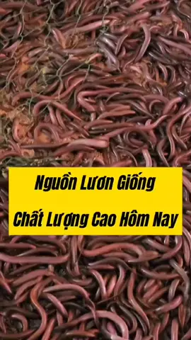 Nguồn Lươn Giống Chất Lượng Cao Hiện Nay #nguonluongiongchatluongmienbac #luongiongmienbac #nuoiluon #congiongchatluong #traigiongdongson
