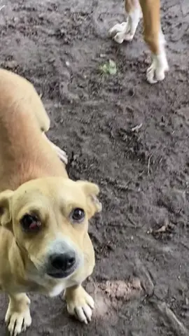 Paty, por el resto de vida que tengas, quiero que seas la mascota más feliz de toda la tierra. #lovemydog #adoptanocompres 