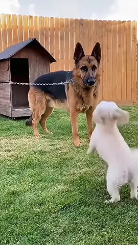 Bé trắng mạnh mẽ… cho đến khi Becgie được thả 😅 #CuteDog #GSD #DogMoment #PetLove #SafeAnimals