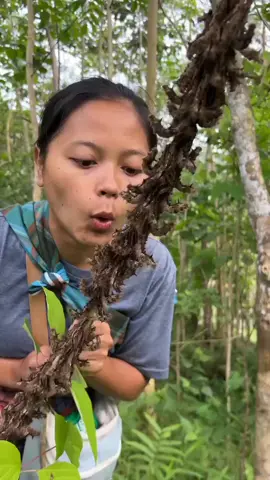 main sama ulat pas lagi dikebun karet. #ulatkayu #fyppppppppppppppppppppppp 