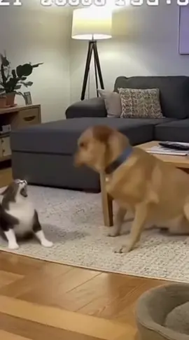 dogs 🐶 vss cat funny shortss moments😄😄😄🤣🤣🤣😂😂😂😛😛😛😜😜😜….. #catsoftiktok #dogsoftiktok #funnydog #funnyvideos #dogs 