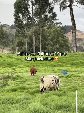 Los consentidos #angus #normando #ganaderia #campocolombiano #redangus 