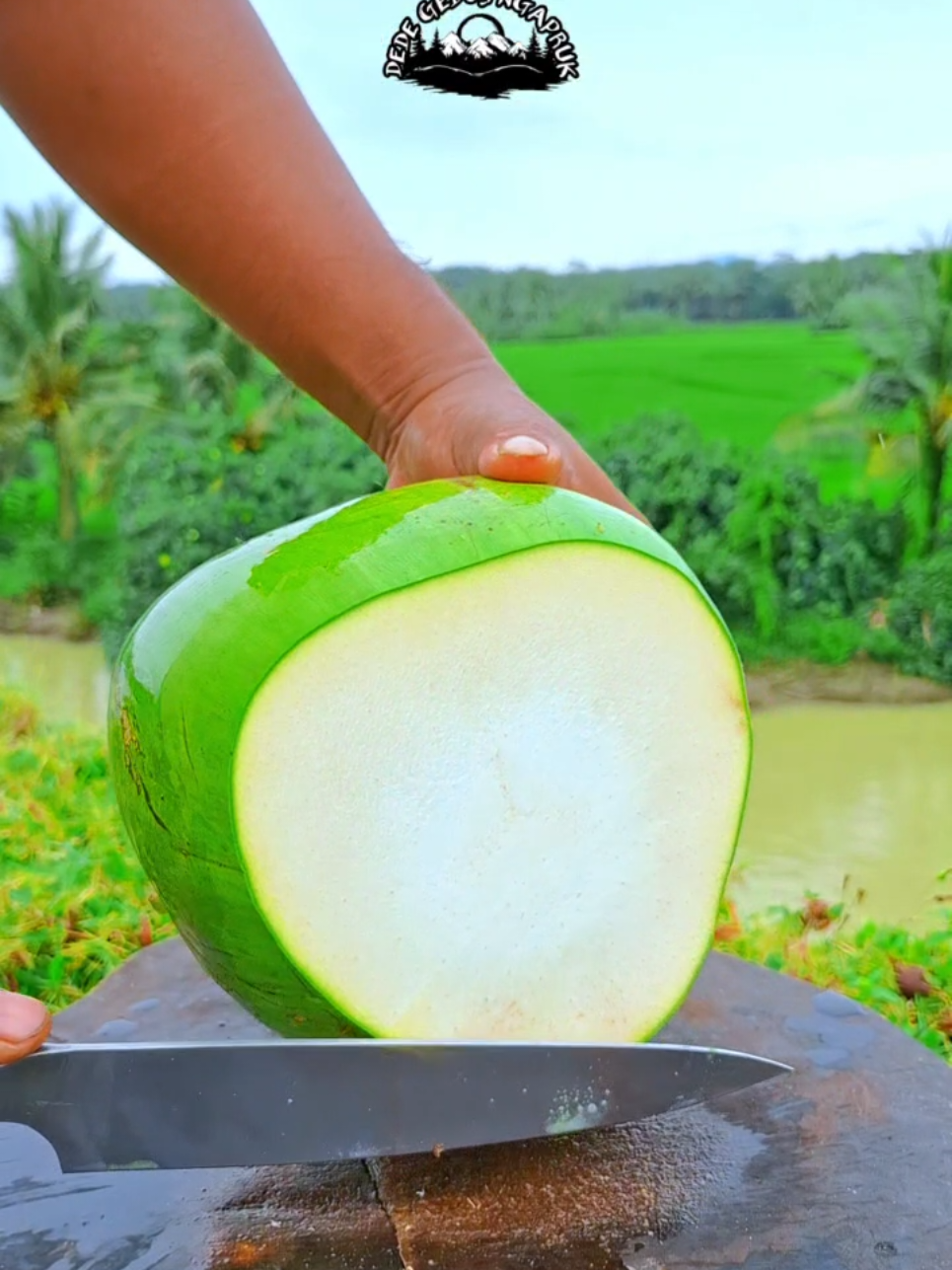 mengupas kelapa jumbo 