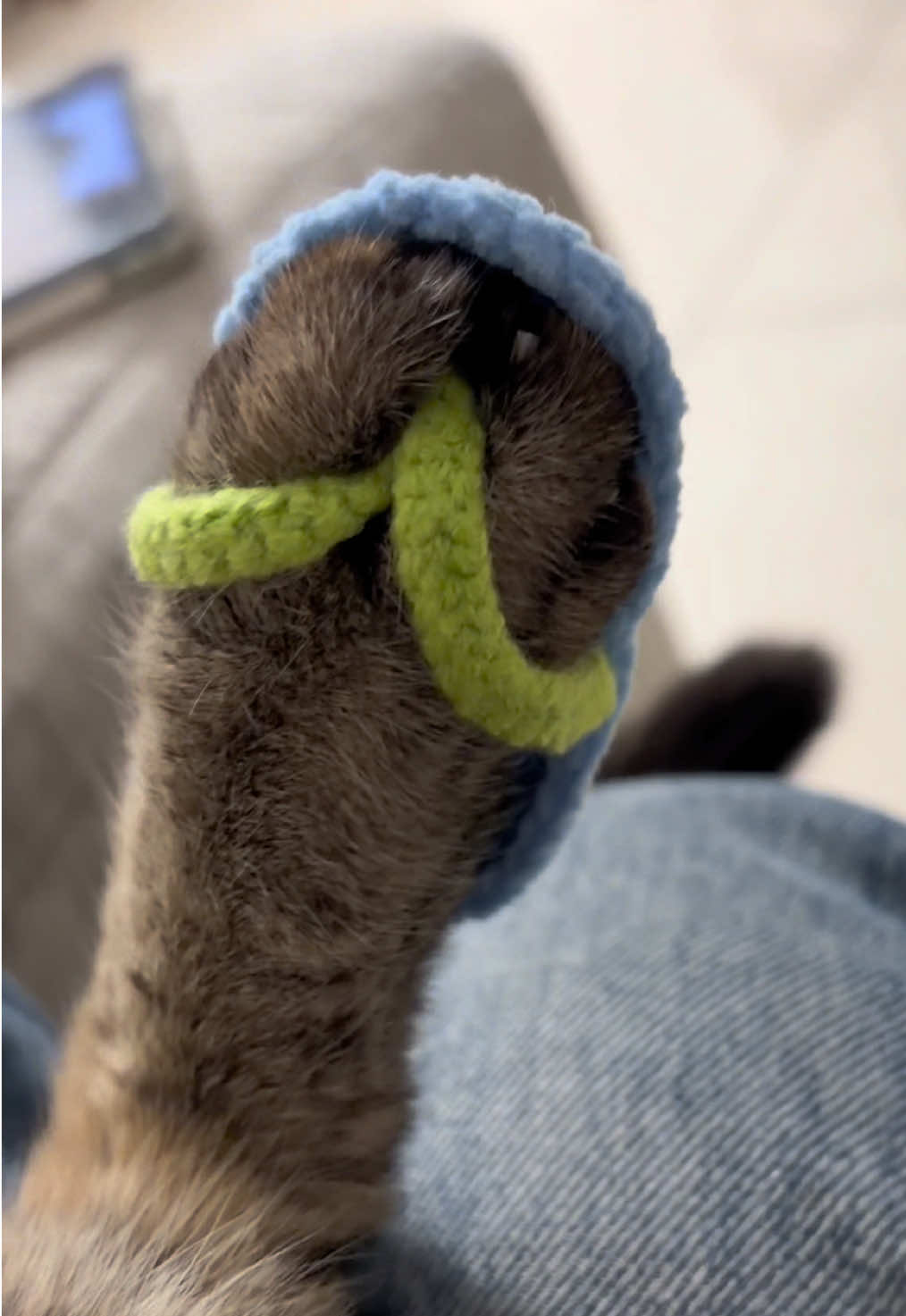 Cat in flip-flops?! 🐱🩴##cat #catsoftiktok #crochet #flipflops #fashion 
