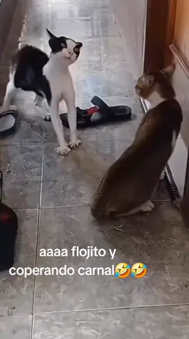 aaaa camara carnal flojito y coperando🤣😂🤣😂🤣😂 #comediahumor #viral #comedyvideo #risa 