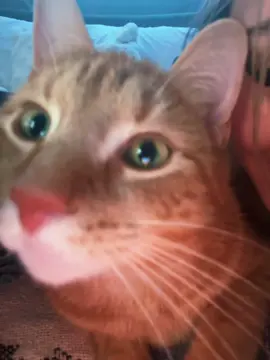 He’s so cute I’m gonna freak out 