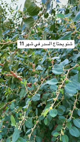 تتوفر شتلات سدر مطعم احجام طيبه / 99262897