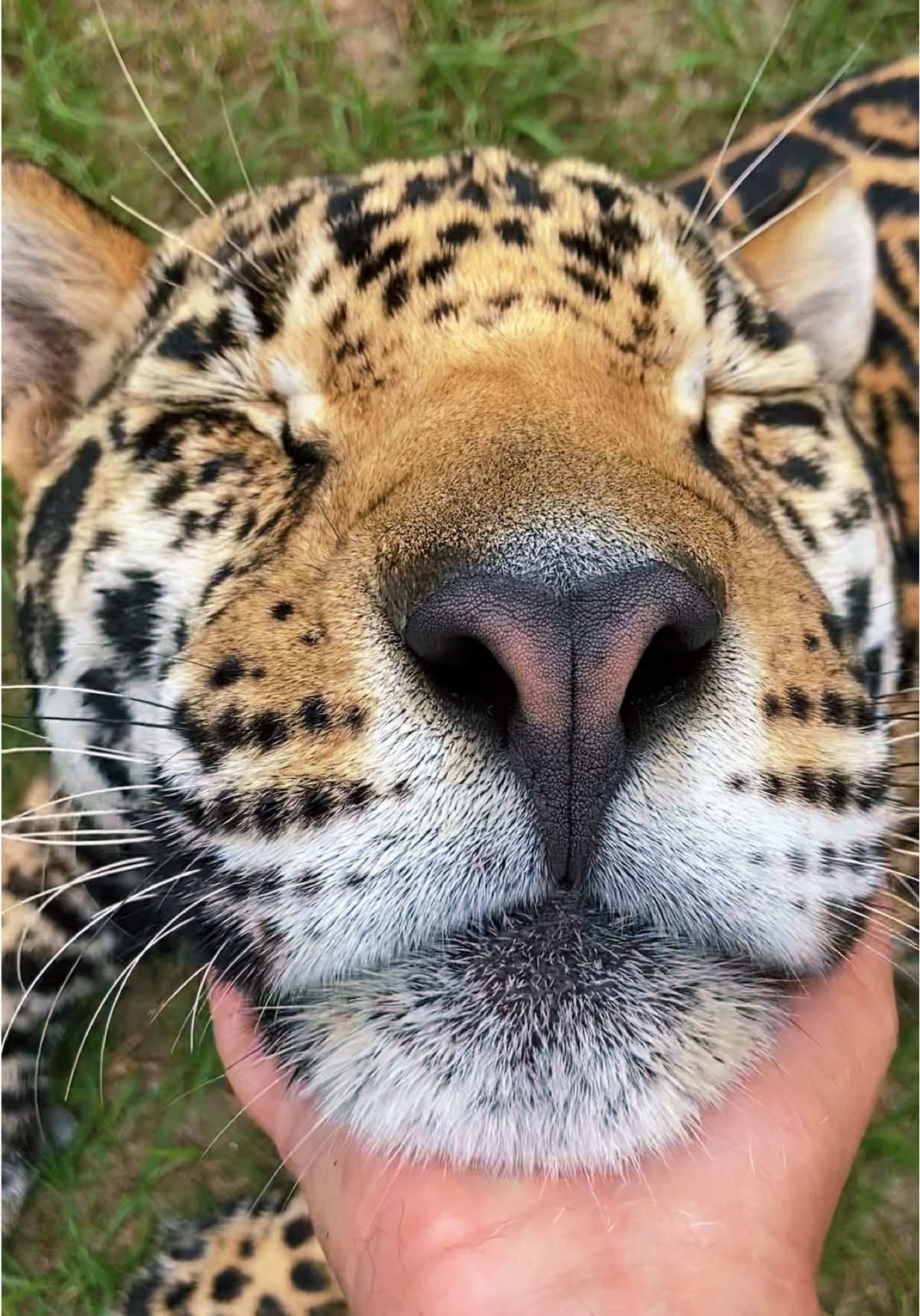 Kisses from Tank 🥰🐆
